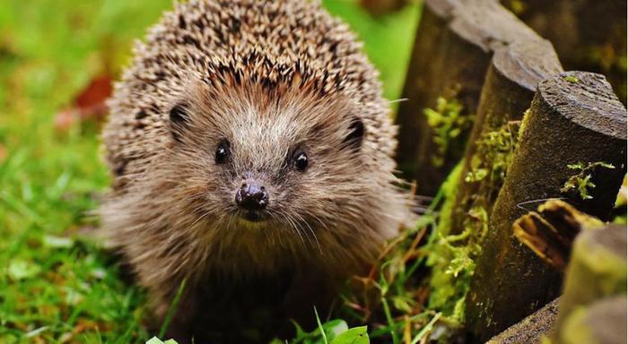 hedgehog-lifespan.jpg