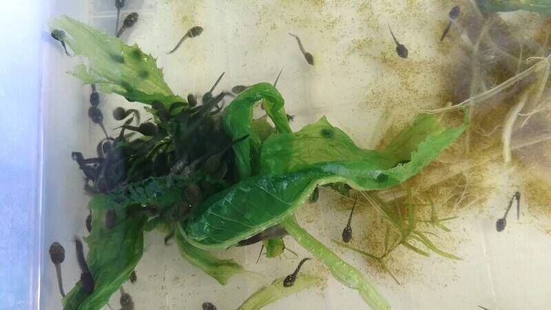 What Do Tadpoles Eat? A Scientific Exploration of Tadpole Diet