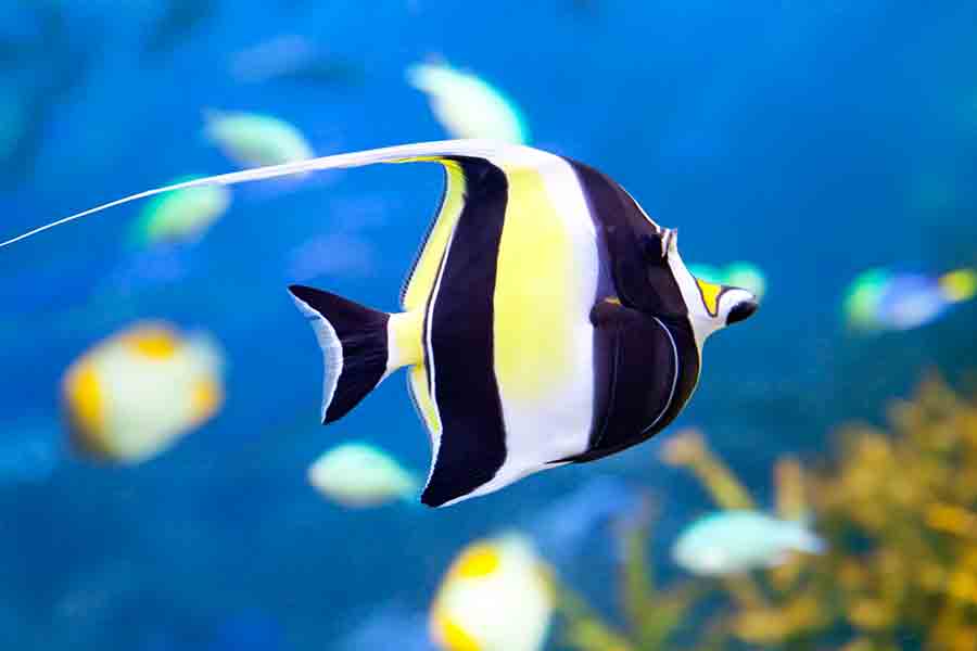 Moorish Idol (Zanclus cornutus)
