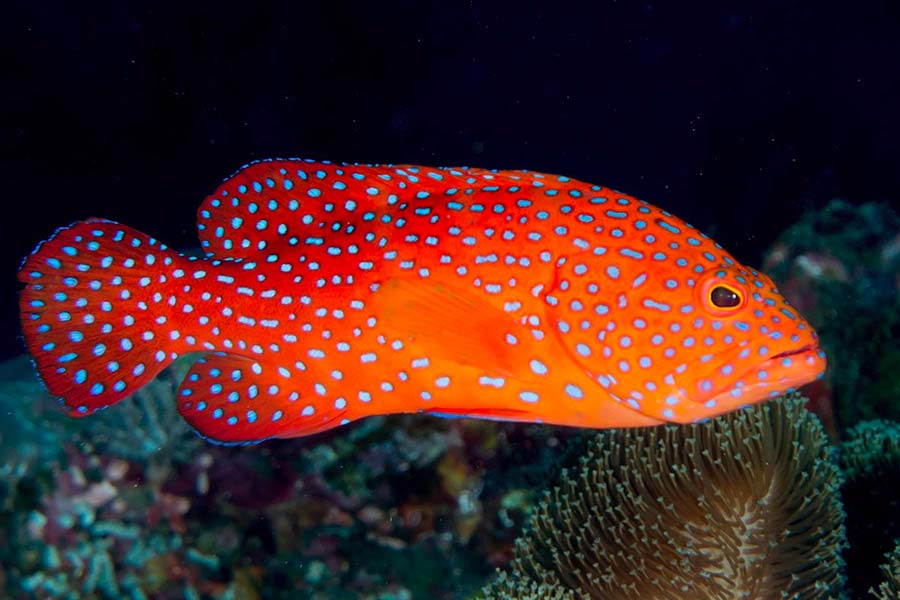 Coral Grouper (Plectropomus leopardus)