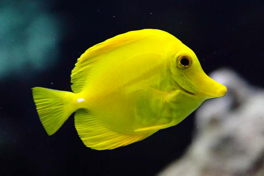 Yellow Tang (Zebrasoma flavescens)