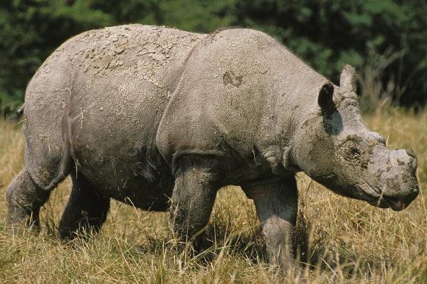 犀牛的种类 - 苏门答腊犀牛（Dicerorhinus sumatrensis）