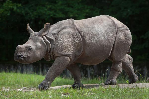 犀牛的种类 - 印度犀牛（Rhinoceros unicornis）