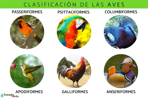 Bird classification encyclopedia: bird species, characteristics and detailed classification of commo