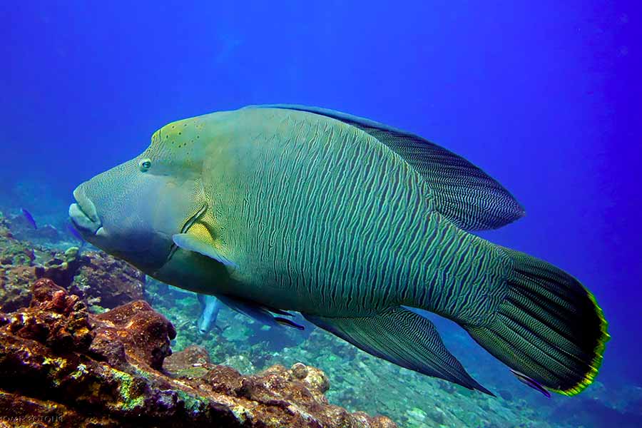 Humphead Wrasse (Cheilinus undulatus)
