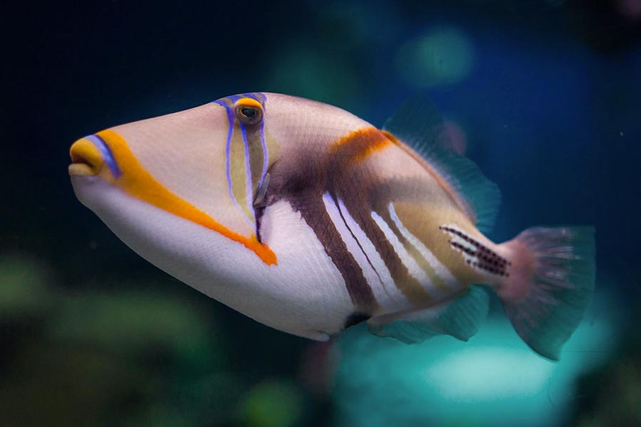 Picasso Triggerfish (Rhinecanthus aculeatus)