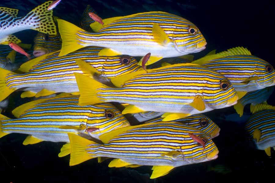 Ribboned Sweetlips (Plectorhinchus polytaenia)