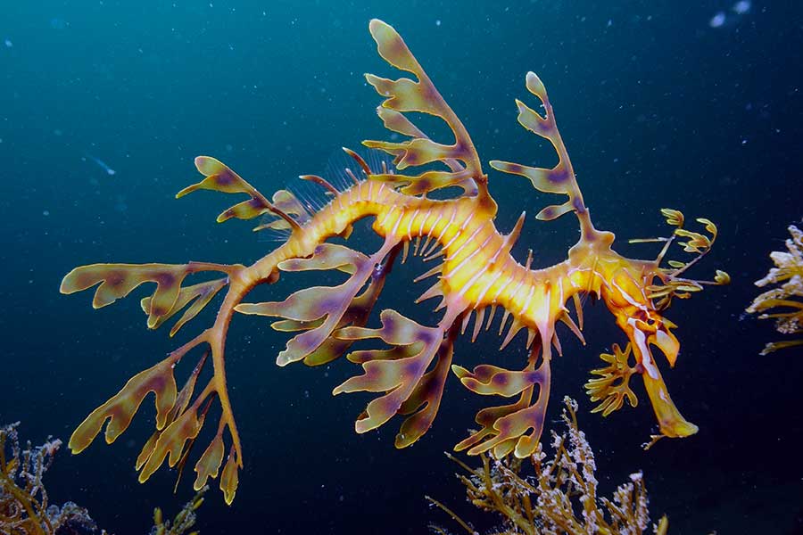 Leafy Sea Dragon (Phycodurus eques)