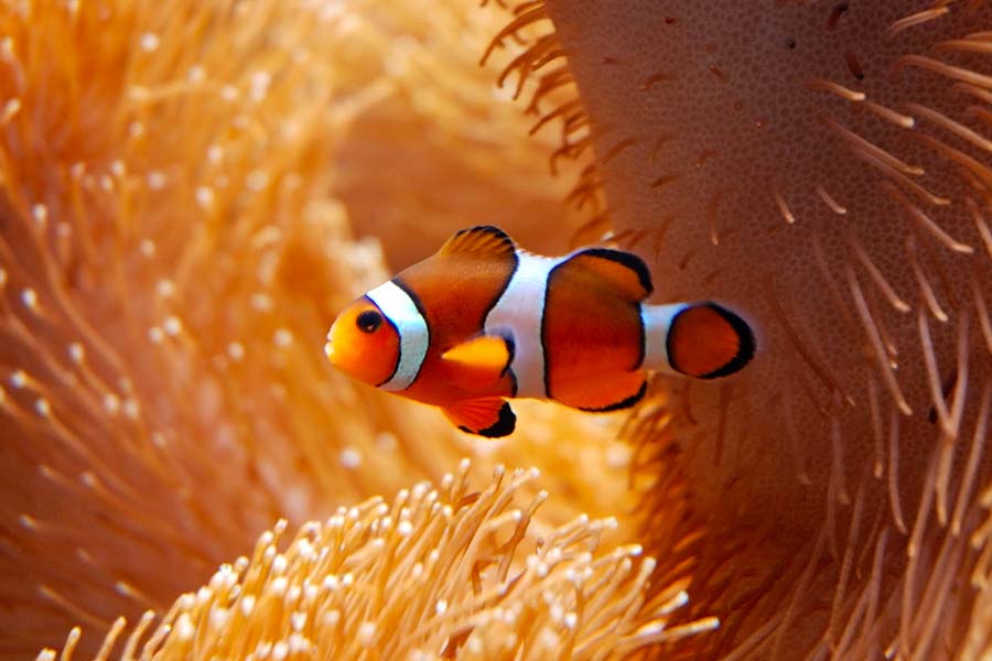 Elves of the Coral Reef: Introducing 15 Amazing Fantasy Fish on the Seafloor!