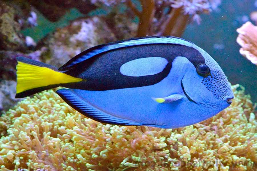 Regal Blue Tang (Paracanthurus hepatus)
