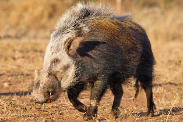 什么是猪科动物以及例子 - Potamochoerus larvatus