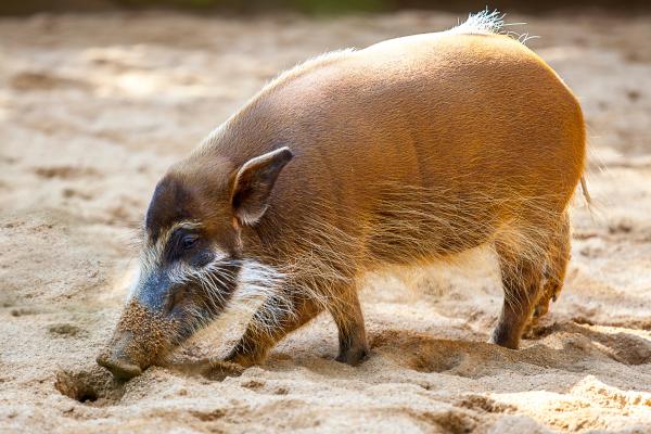 什么是猪科和例子 - Potamochoerus porcus