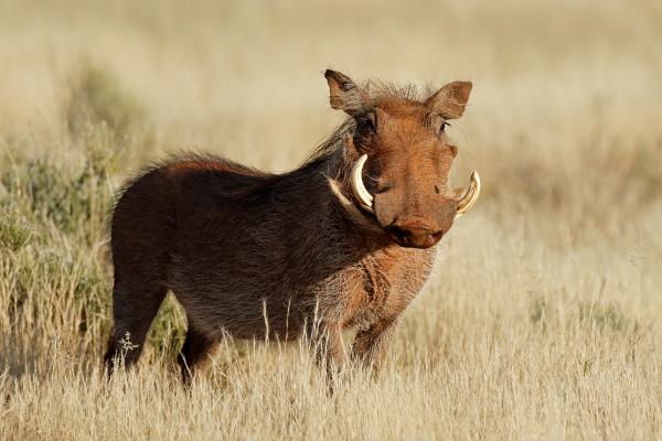 什么是猪科和例子 - Phacochoerus africanus