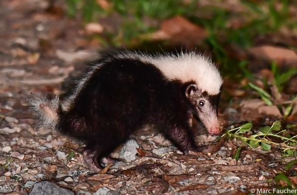 Tipos de tejones - Tejón hediondo de Indonesia (Mydaus javanensis)
