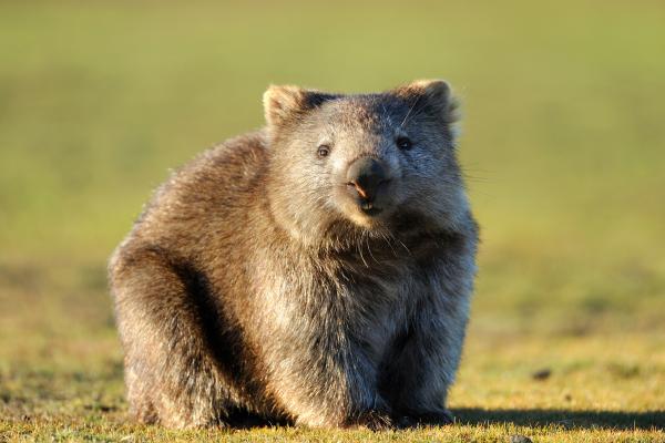 Wombat: What It Is, Habitat, Droppings, and Fascinating Facts
