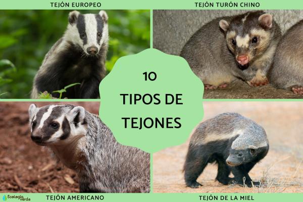 10 Badger Species, Information and Pictures
