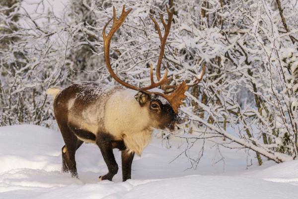 Reindeer or Caribou (Rangifer tarandus): Characteristics, Subspecies, Habitat, and Diet