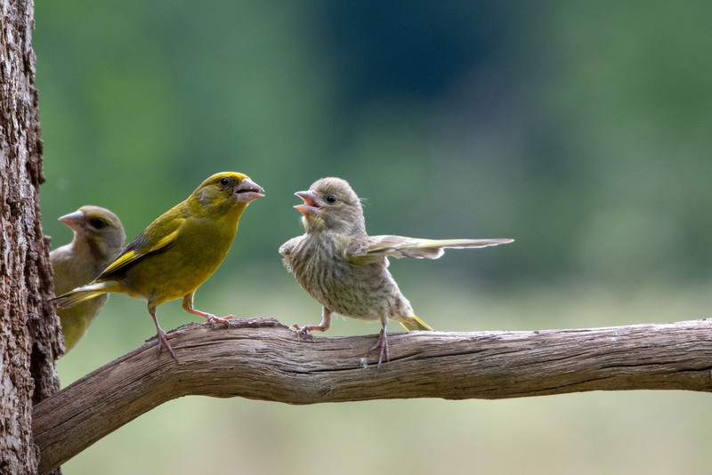 Top 10 amazing collaborations in the wild: Amazing symbiotic relationships between species