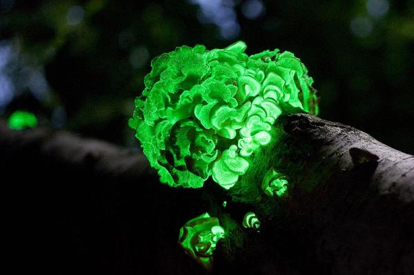 What Is Bioluminescence? Meaning and Examples