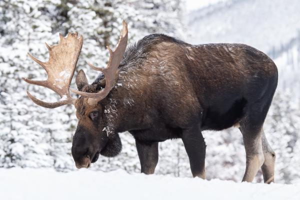 Moose – Characteristics, Subspecies, Habitat, and Diet