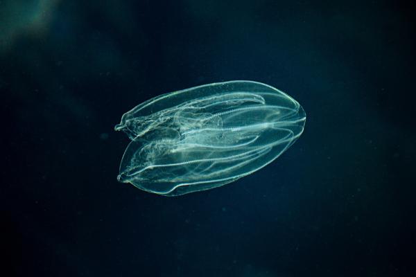Comb Jellies – The First Animals on Earth