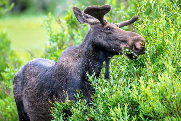 Alce: características, tipos, dónde vive y qué come - Qué comen los alces