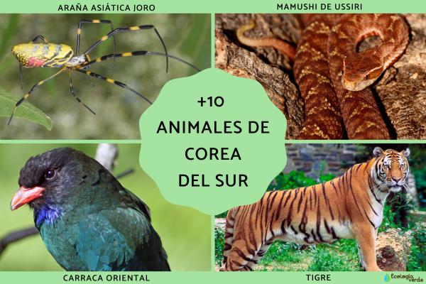 10+ Animals of South Korea – Names and Photos