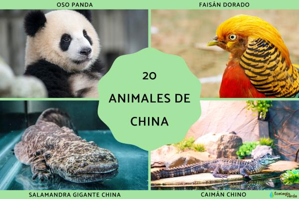 20 Animals of China with Names and Photos