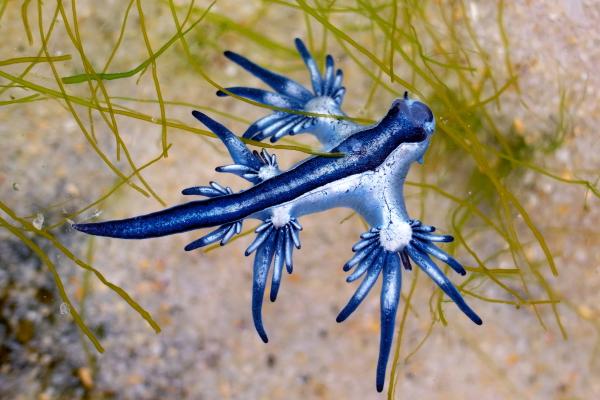 Blue Dragon (Glaucus atlanticus): Size, Anatomy, Diet, and Venom