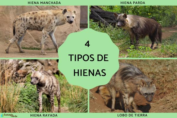 4 Types of Hyenas – Names and Photos