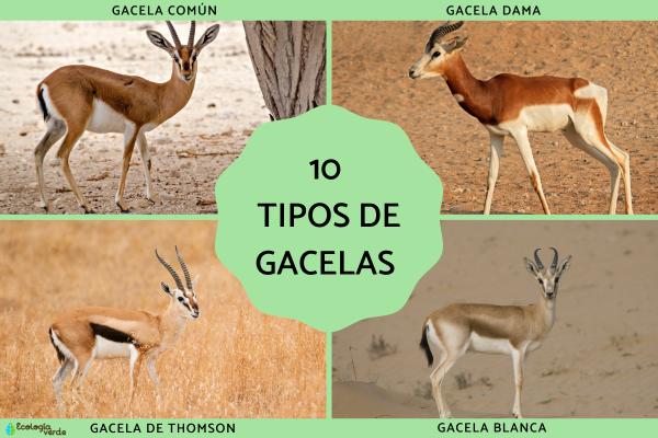 10 types of gazelles - Names, characteristics and photos