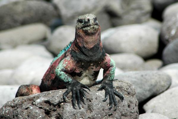 Tipos de iguanas - Iguana marina 