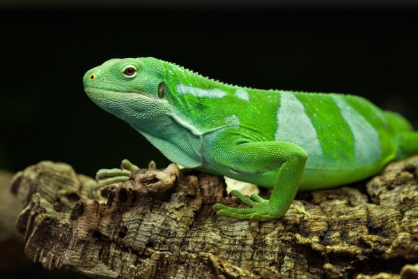 Tipos de iguanas - Iguana bandeada de Fiji 
