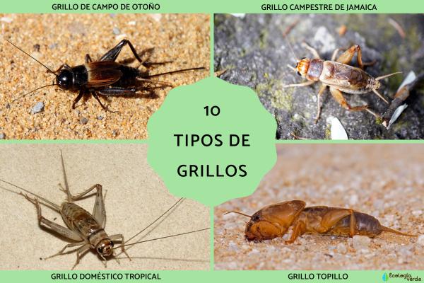 10 Types of Crickets - Names and Photos