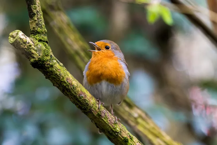 The Night Song: 9 Birds That Sing at Night