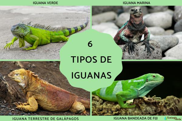 6 Types of Iguanas – Names and Photos