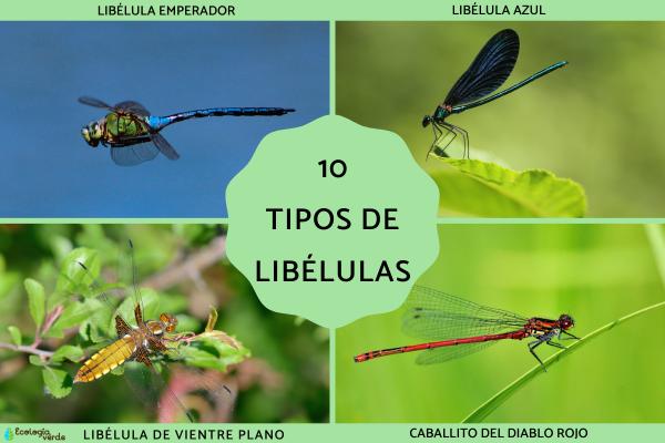 10 Types of Dragonflies – Names and Photos