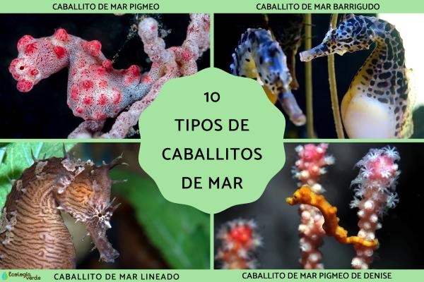 10 Types of Seahorses – Names and Photos