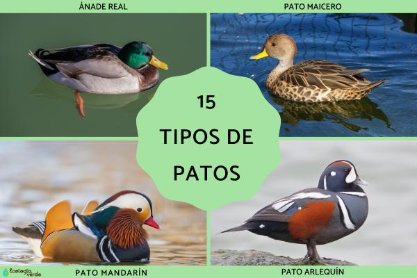 Types of ducks, Nombres and photos