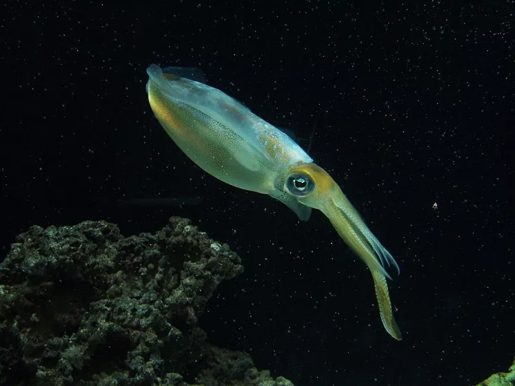 16 Deep Sea Creatures That Thrive in Complete Darkness