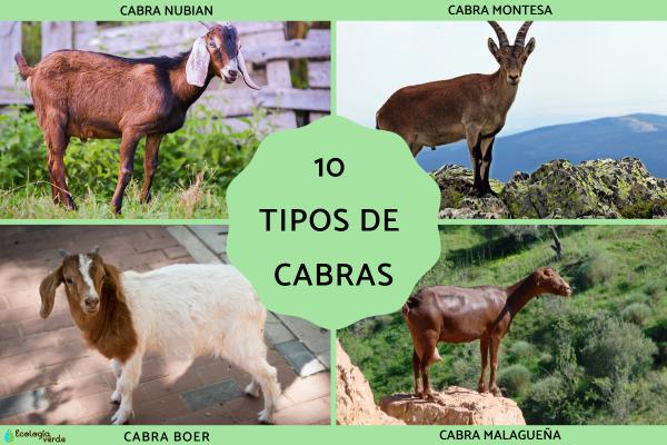 10 Types of Goats – Names and Photos