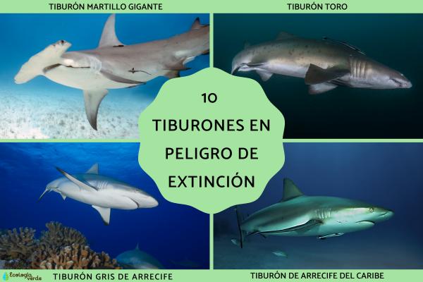 10 sharks in danger of extinction