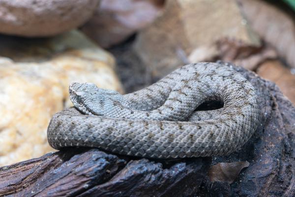 Animales más peligrosos en España - Víbora áspid