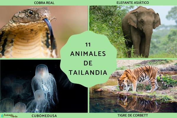 Wild Animals of Thailand: Iconic Species from Elephants to Cobras and Box Jellyfish