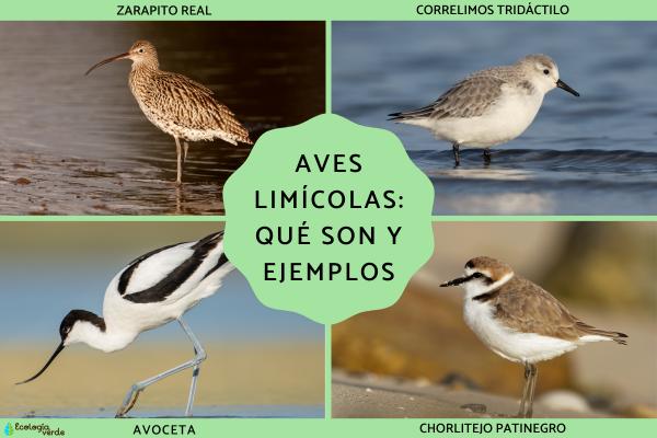 What Are Shorebirds? 10 Common Wading Bird Species in Spain
