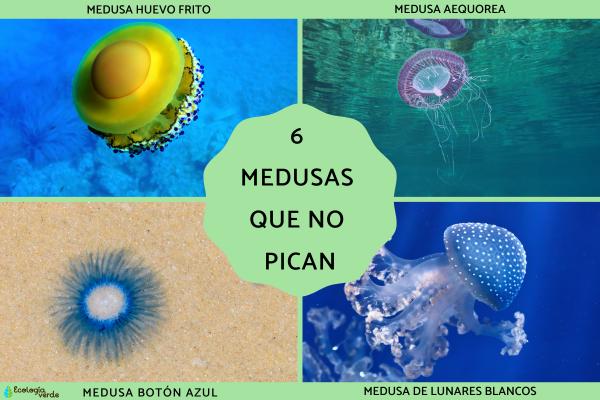 Which Jellyfish Don’t Sting? 6 Harmless Jellyfish Species You Should Know (With ID Guide)