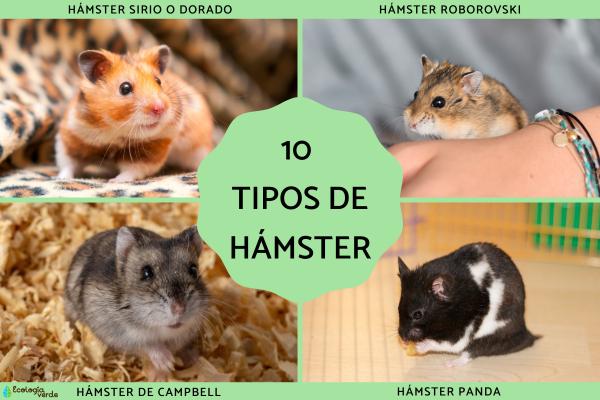 Top 10 Most Popular Pet Hamster Breeds (With Traits & Care Tips)