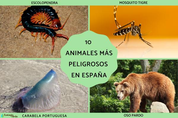 Top 10 Most Dangerous Animals in Spain (Venomous, Electric, and Aggressive Species You Should Know)