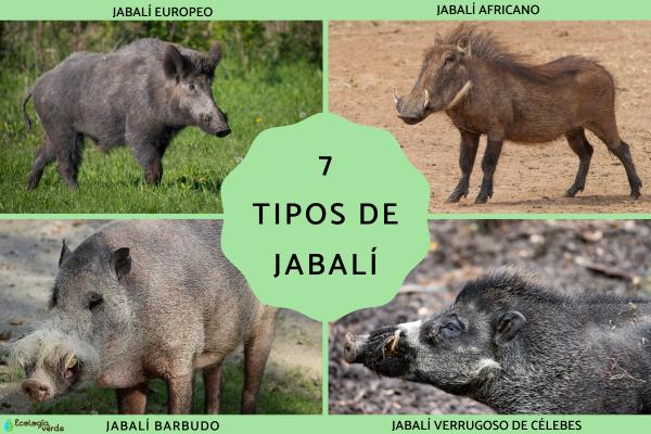 7 Most Common Wild Boar Species Explained (With Pictures & Distribution)