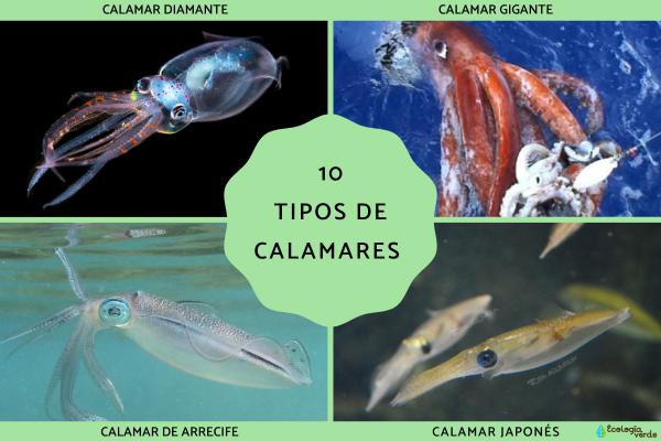 10 Types of Squid: Names, Features & Photos